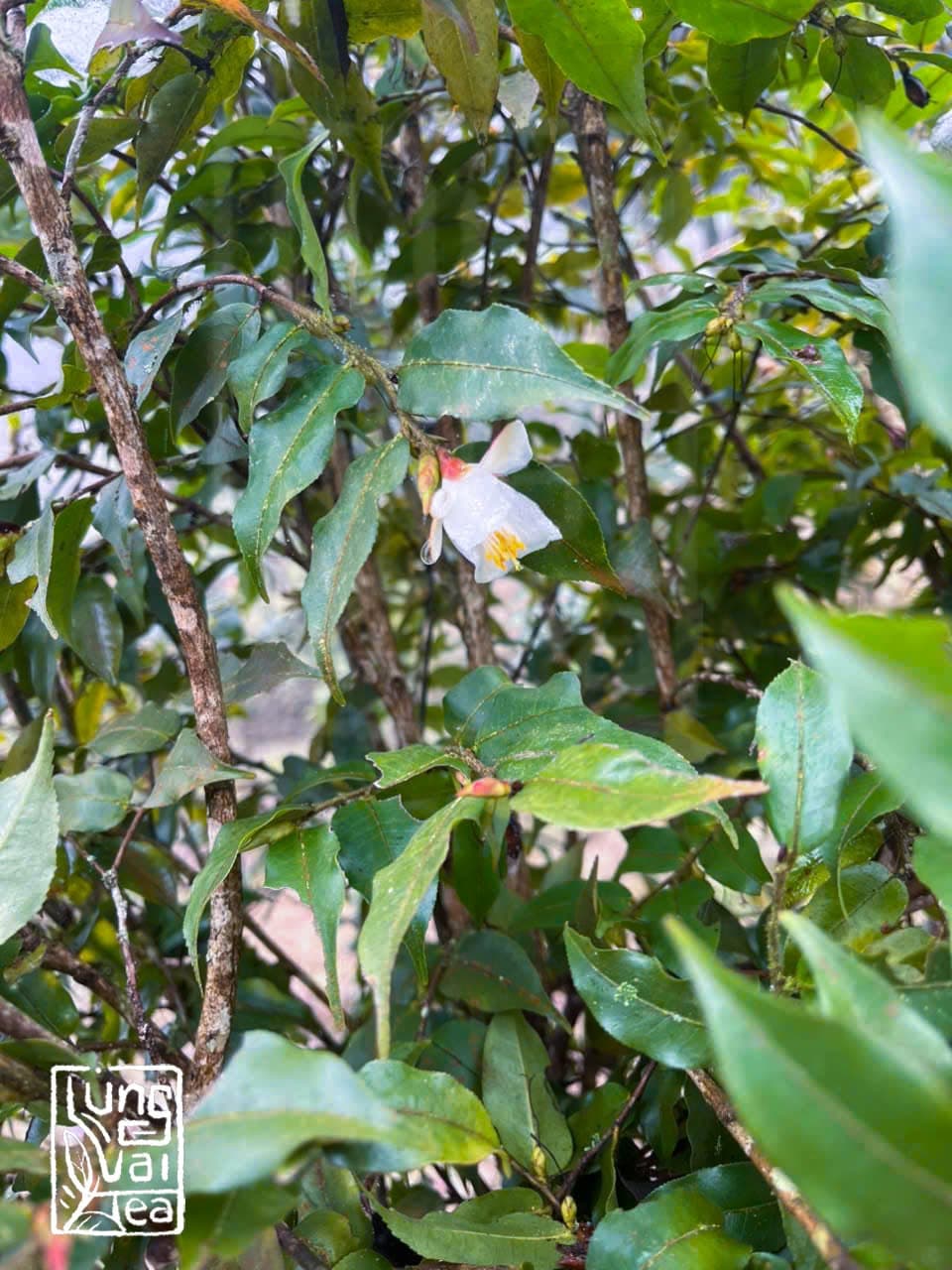 Bạch Trà Shan Tuyết Cổ Thụ