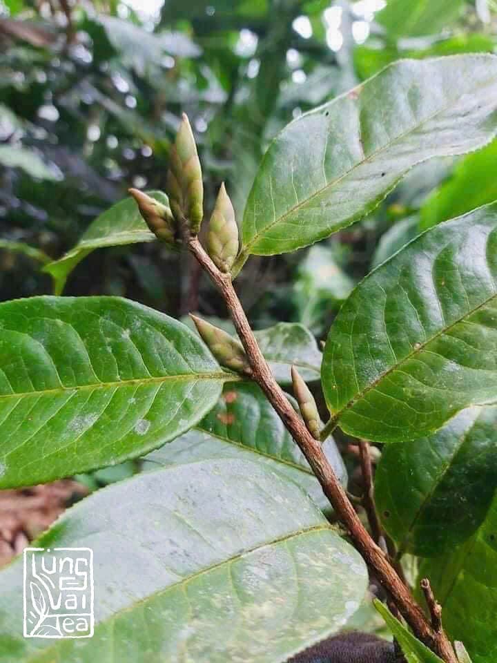 Set Điểm Tâm Thưởng Trà Lùng Vài