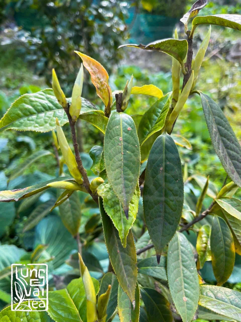 Hoàng Trà Shan Tuyết Mây Núi