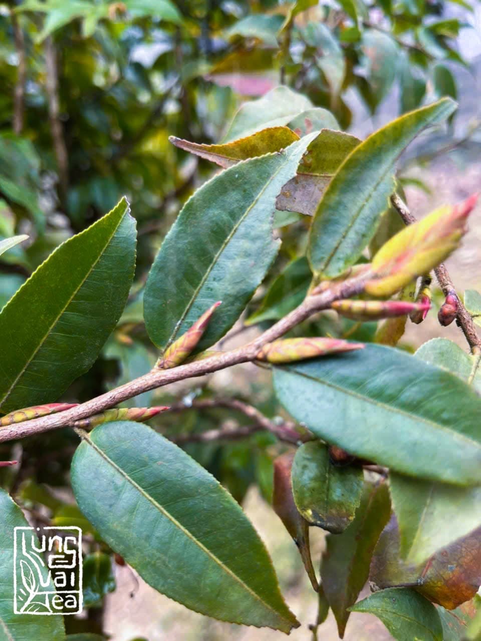 Xích Vân Hồng Shan (Hồng Trà Cổ Thụ)